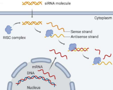 siRNA 기전 모식도
